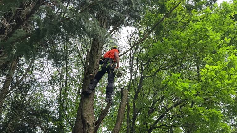 Best Arborist Consultation Services  in Palos Park, IL
